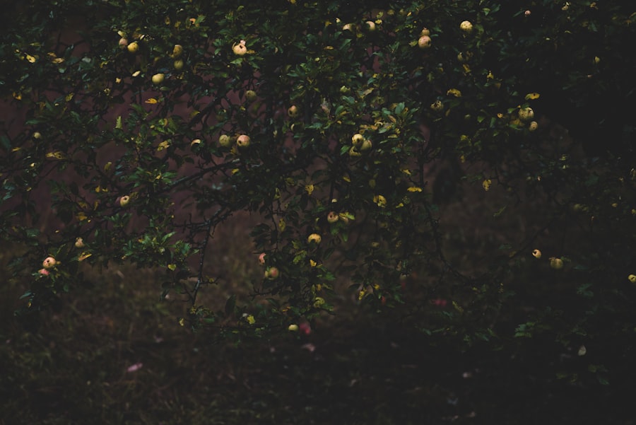 dream interpretation