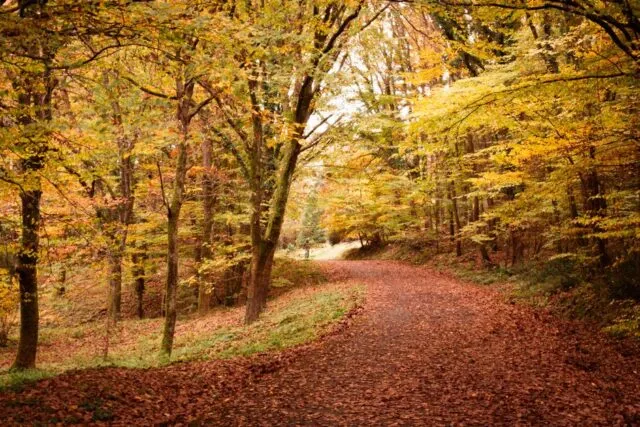 Doi oameni la plimbare pe o potecă de pădure în lumină blândă de toamnă